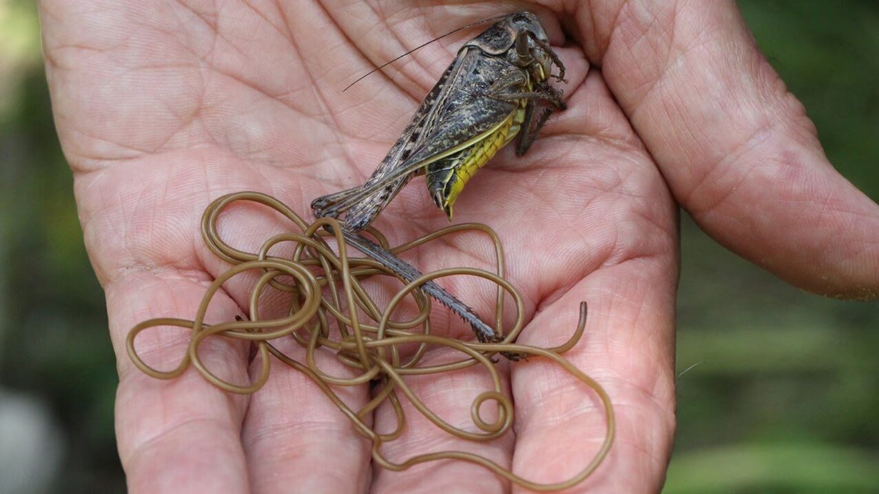 Parasites