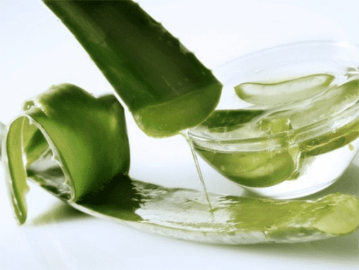 Aloe Aachen