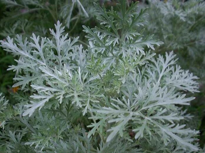 Sagebbush