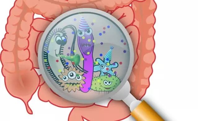 Parasiten an den Darm