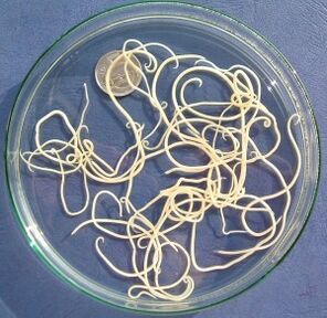 Parasites