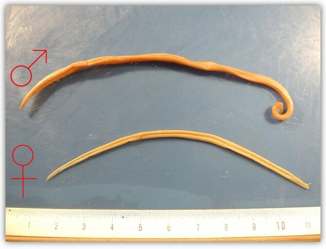 wéi Ronnwürmer ausgesinn