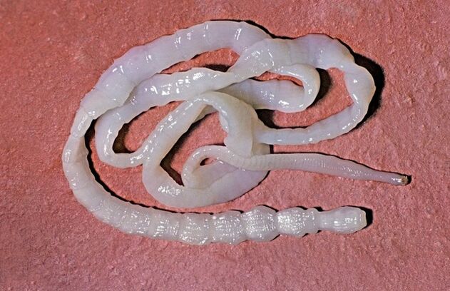 wéi gesäit e Bulle Bandworm aus