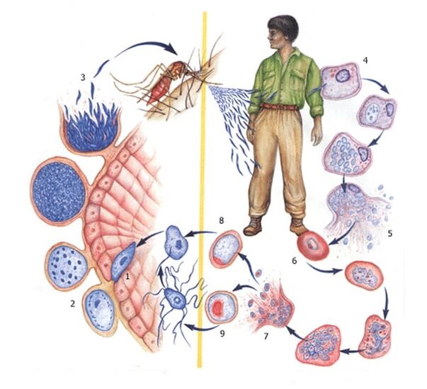Methode vun der Reproduktioun vu Protozoen Parasiten